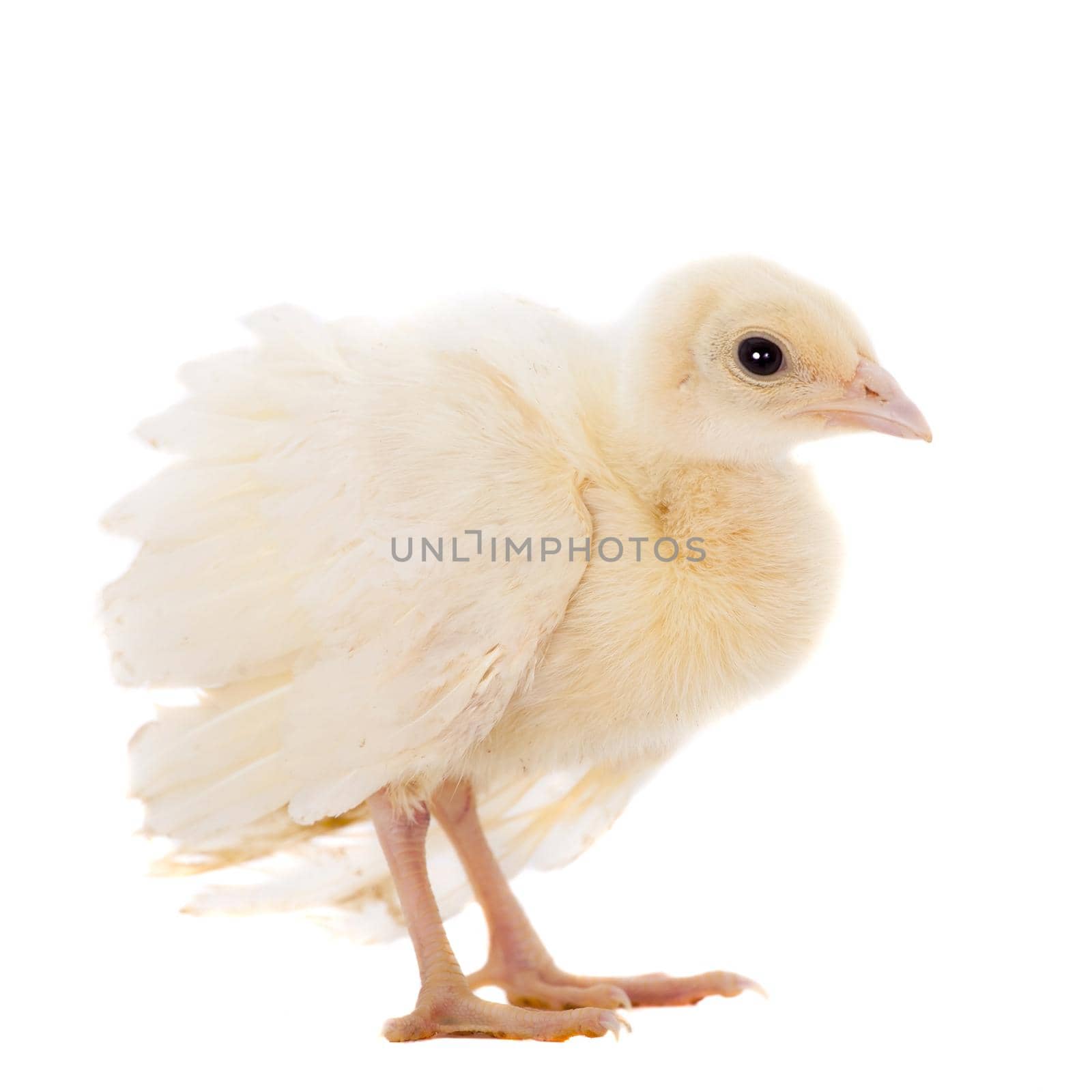 White Indian peafowl chicken, Pavo cristatus, isolated on white background