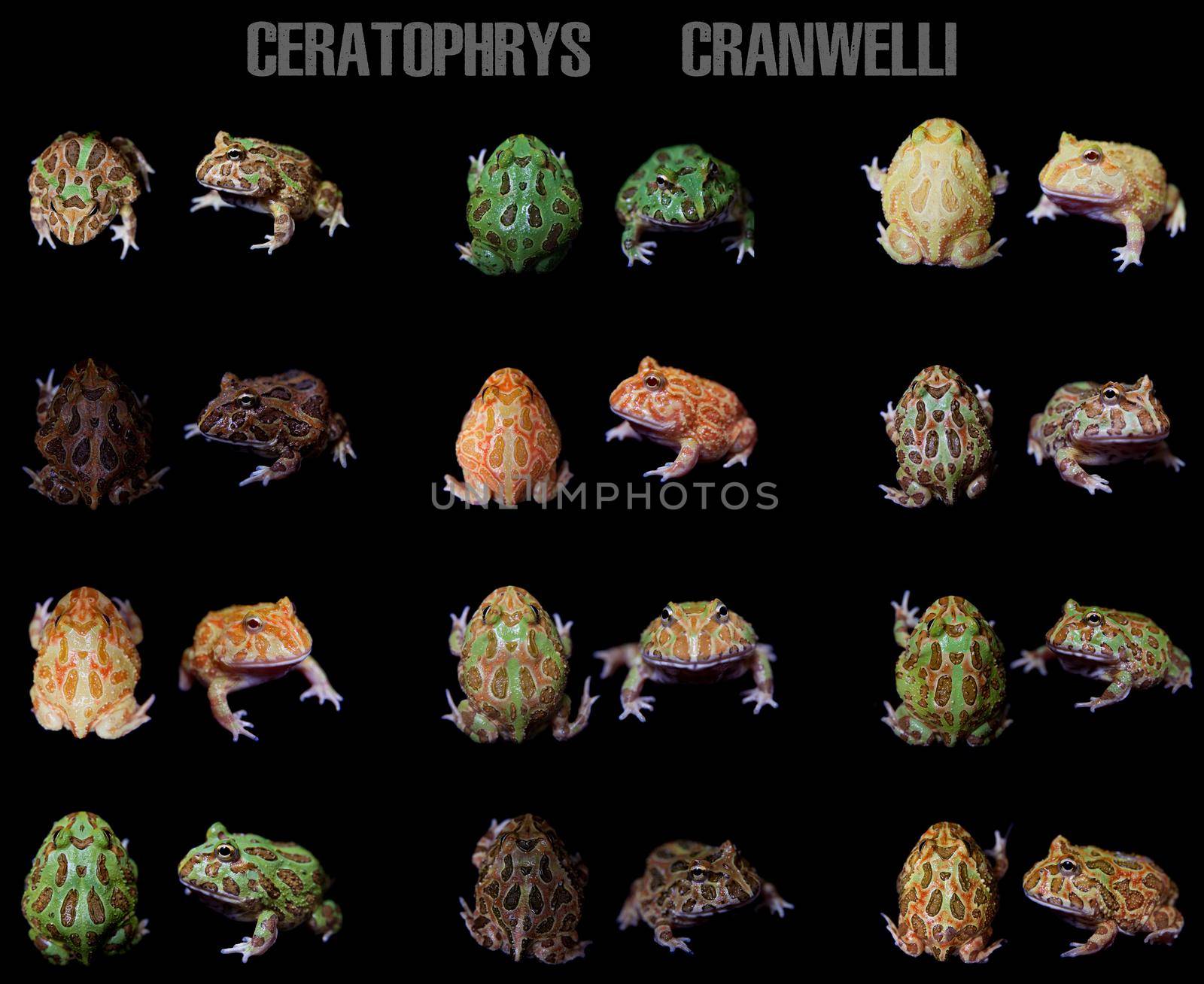 The chachoan horned frogs set isolated on black by RosaJay