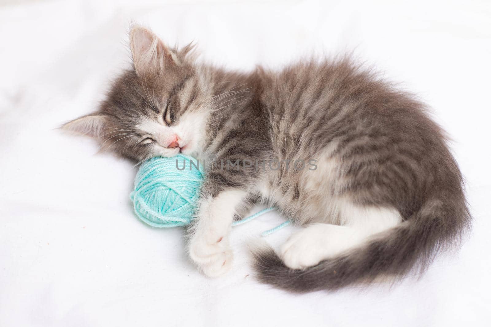 Striped cat with blue balls, skeins of thread on a white bed. An article about kittens. An article about pets. A curious little kitten sleeping over a white blanket