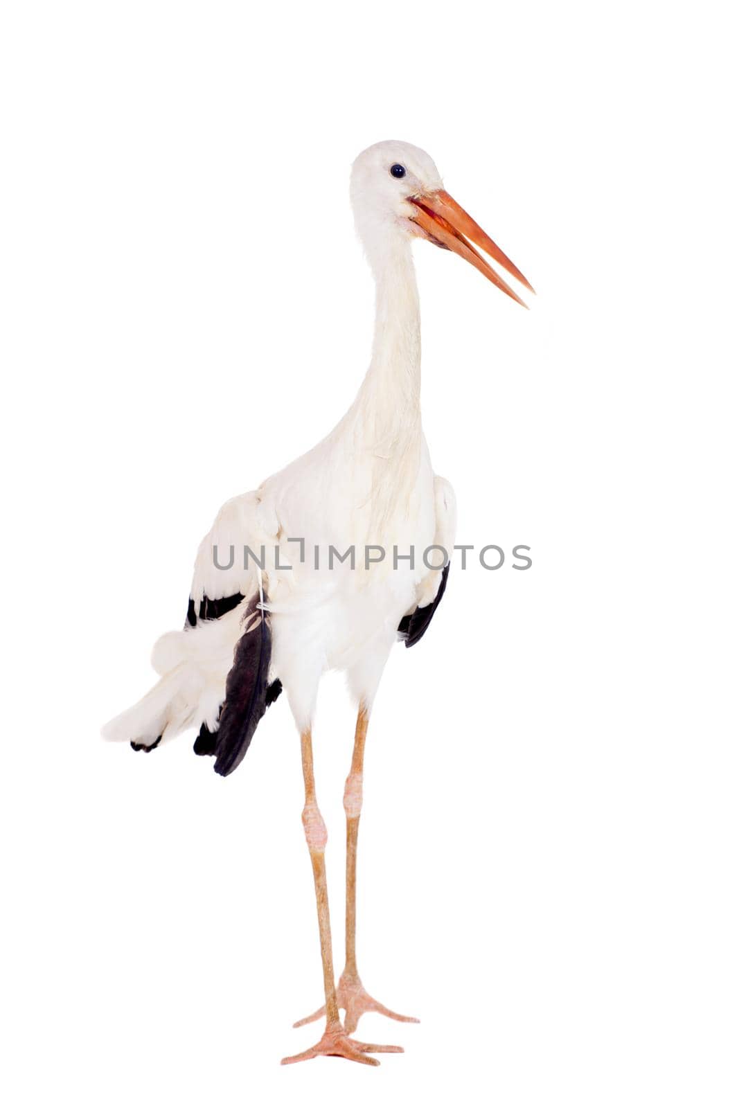 White Stork - Ciconia ciconia. Isolated on white.