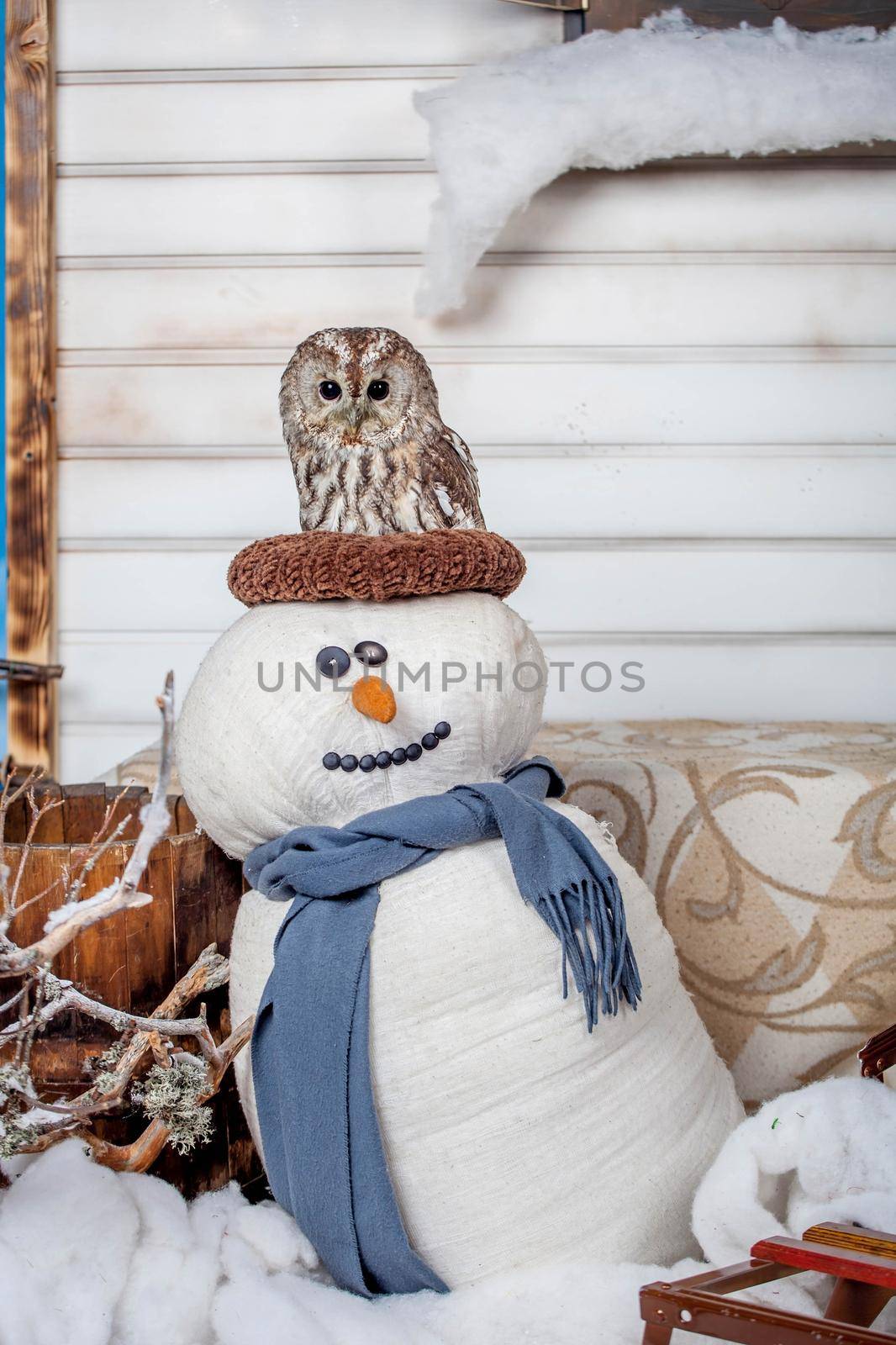 Tawny or Brown Owl, Strix aluco, on snowman by RosaJay