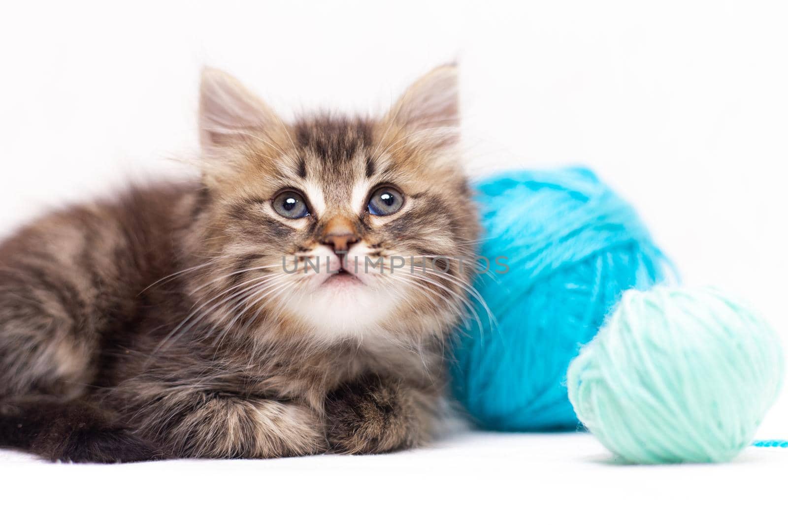 Striped cat with blue balls, skeins of thread on a white bed. An article about kittens. An article about pets. A curious little kitten looking into the camera. Cat