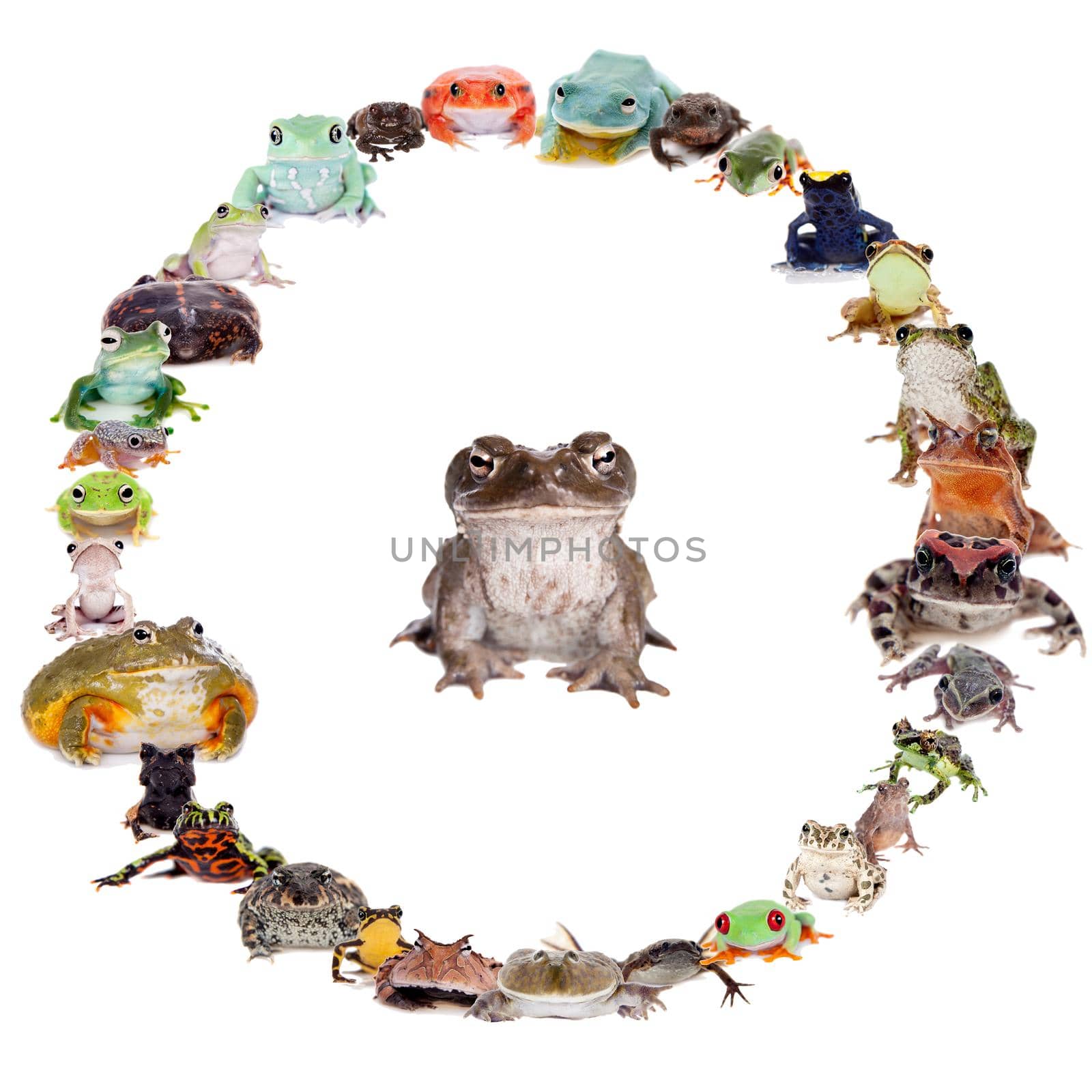 Frogs set in circle isolated on white background