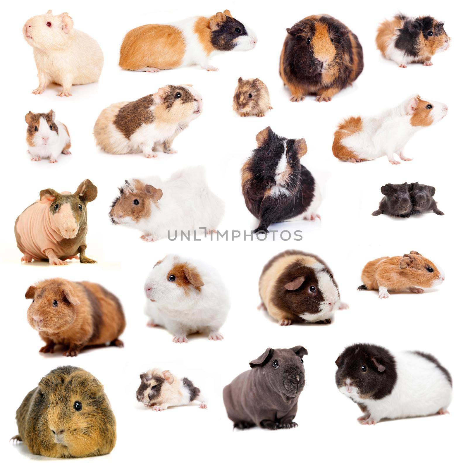 Guinea pigs by RosaJay