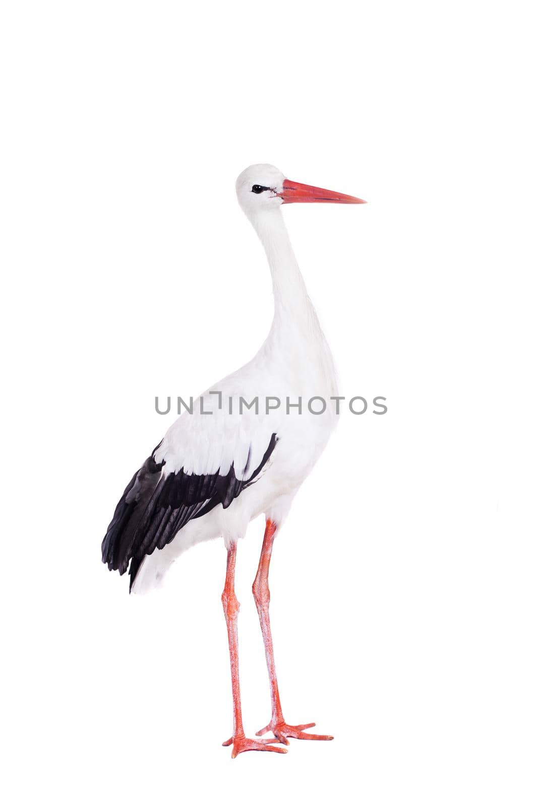 White Stork - Ciconia ciconia. Isolated on white.