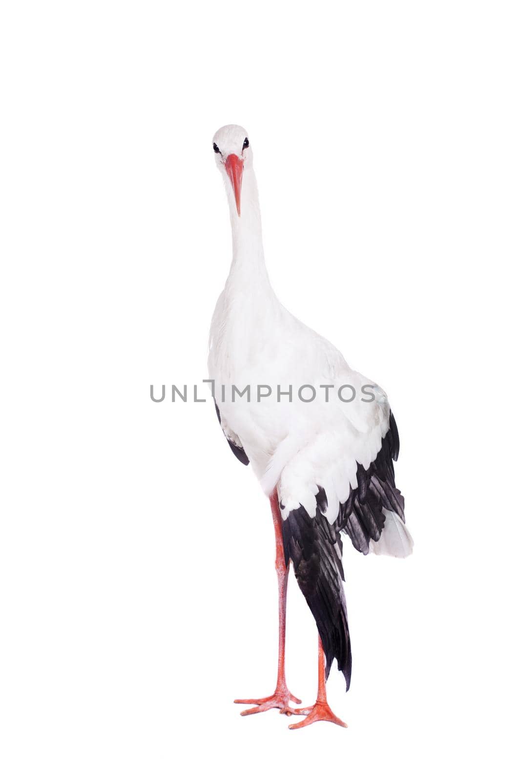 White Stork - Ciconia ciconia. Isolated on white.