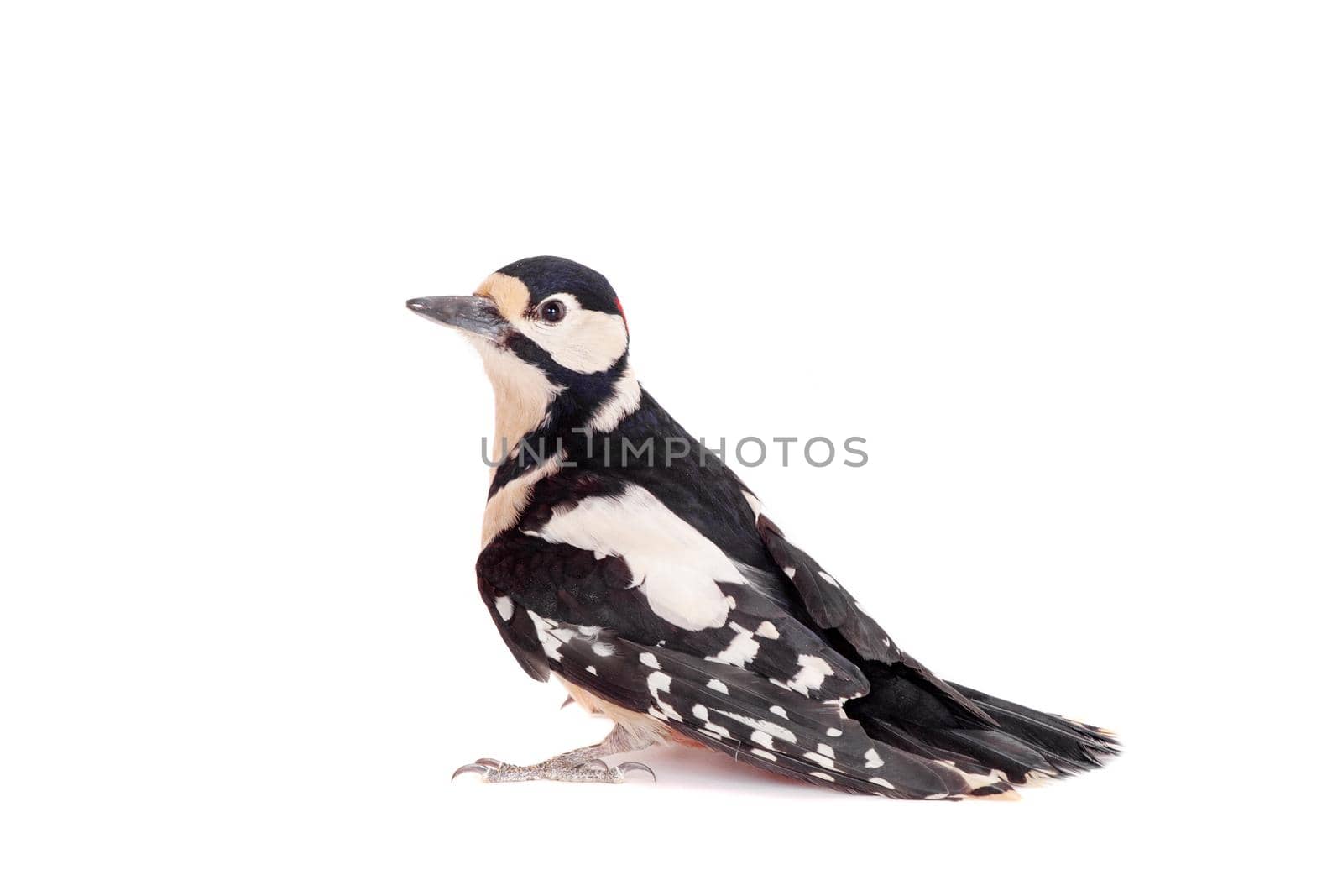 Great Spotted Woodpecker on white by RosaJay
