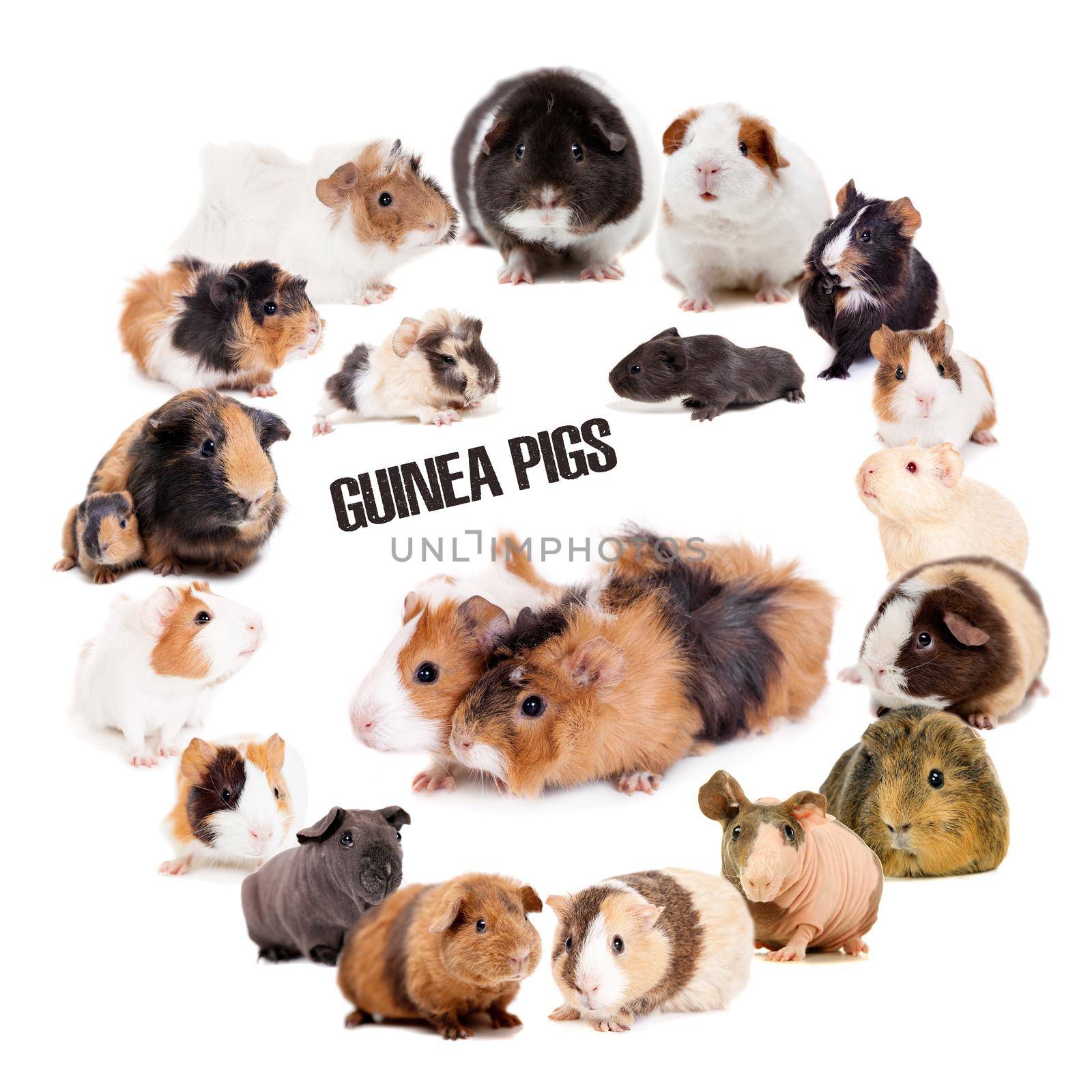 Different Guinea pigs set on white background by RosaJay