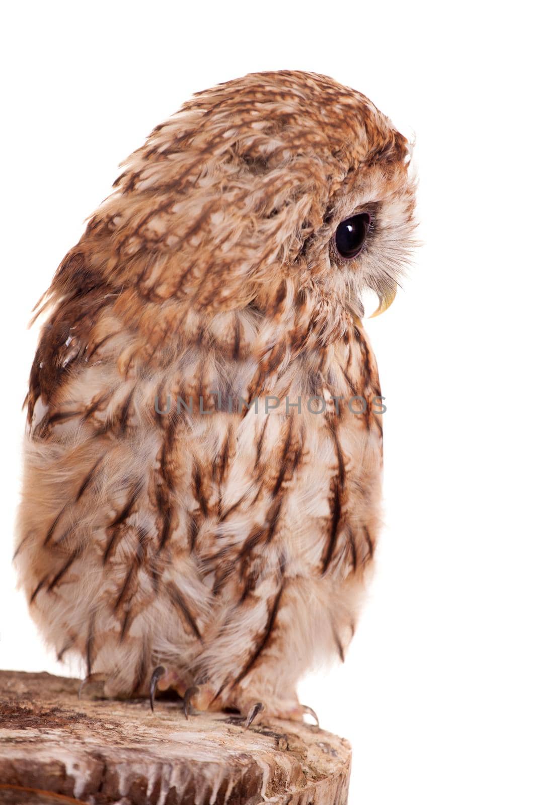 Tawny or Brown Owl, Strix aluco, isolated on the white background