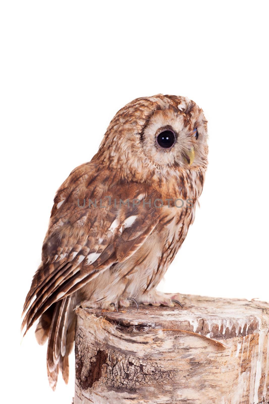 Tawny or Brown Owl, Strix aluco, isolated on the white background