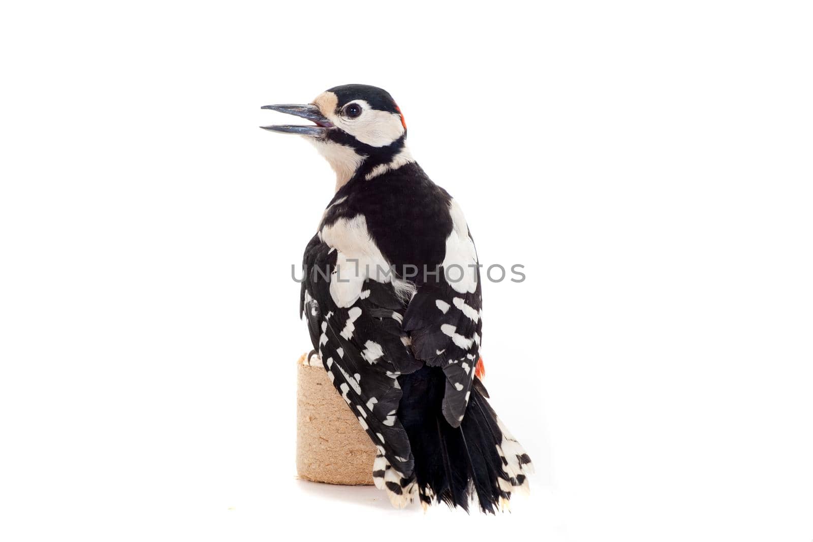 Great Spotted Woodpecker on white by RosaJay