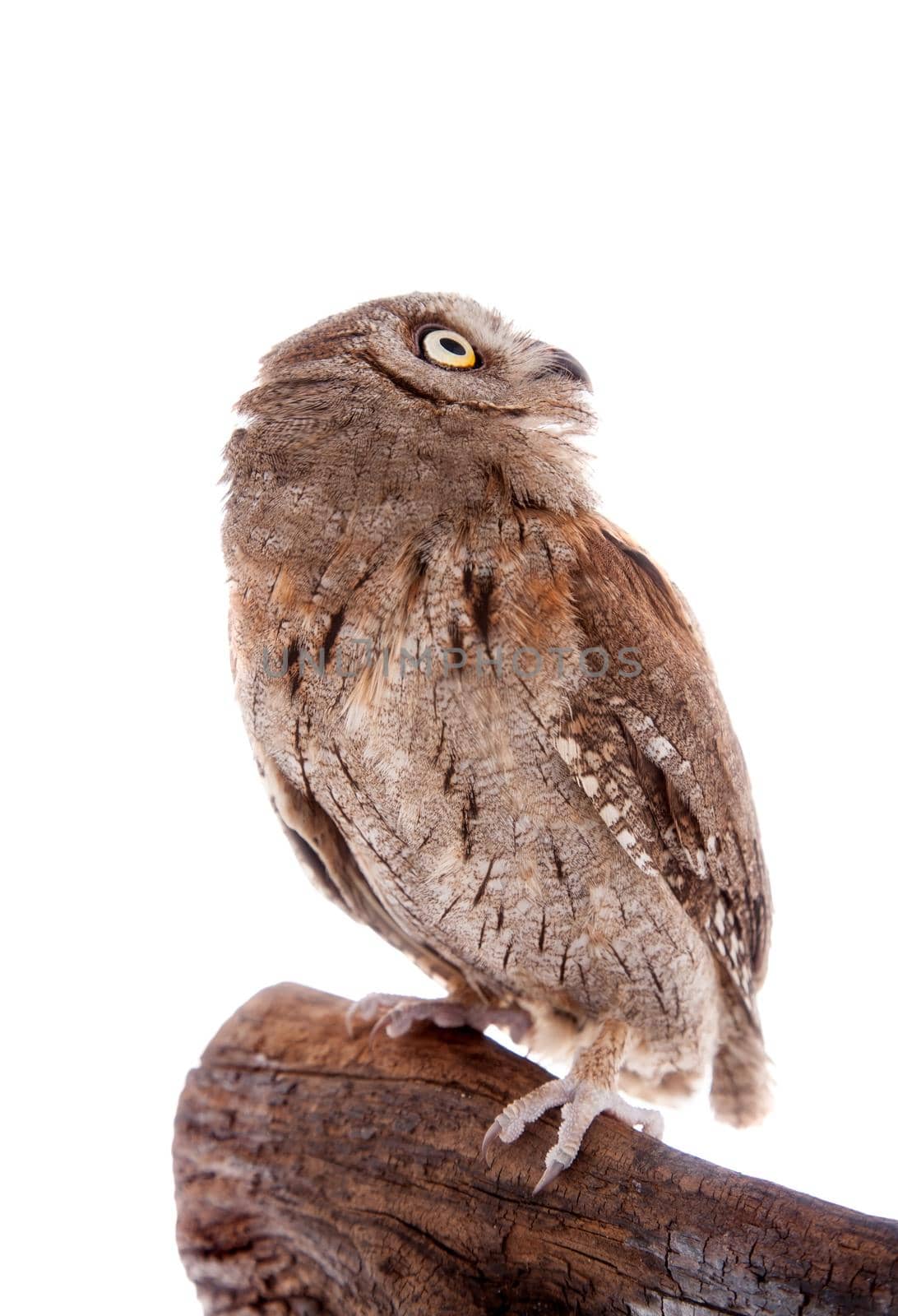 The European scops owl, Otus scops, isolated on white