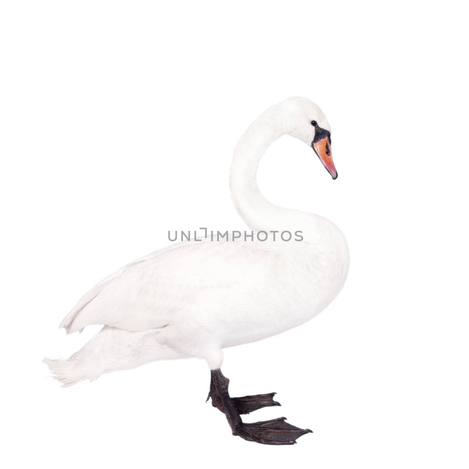 The mute swan, cygnus olor, on white by RosaJay