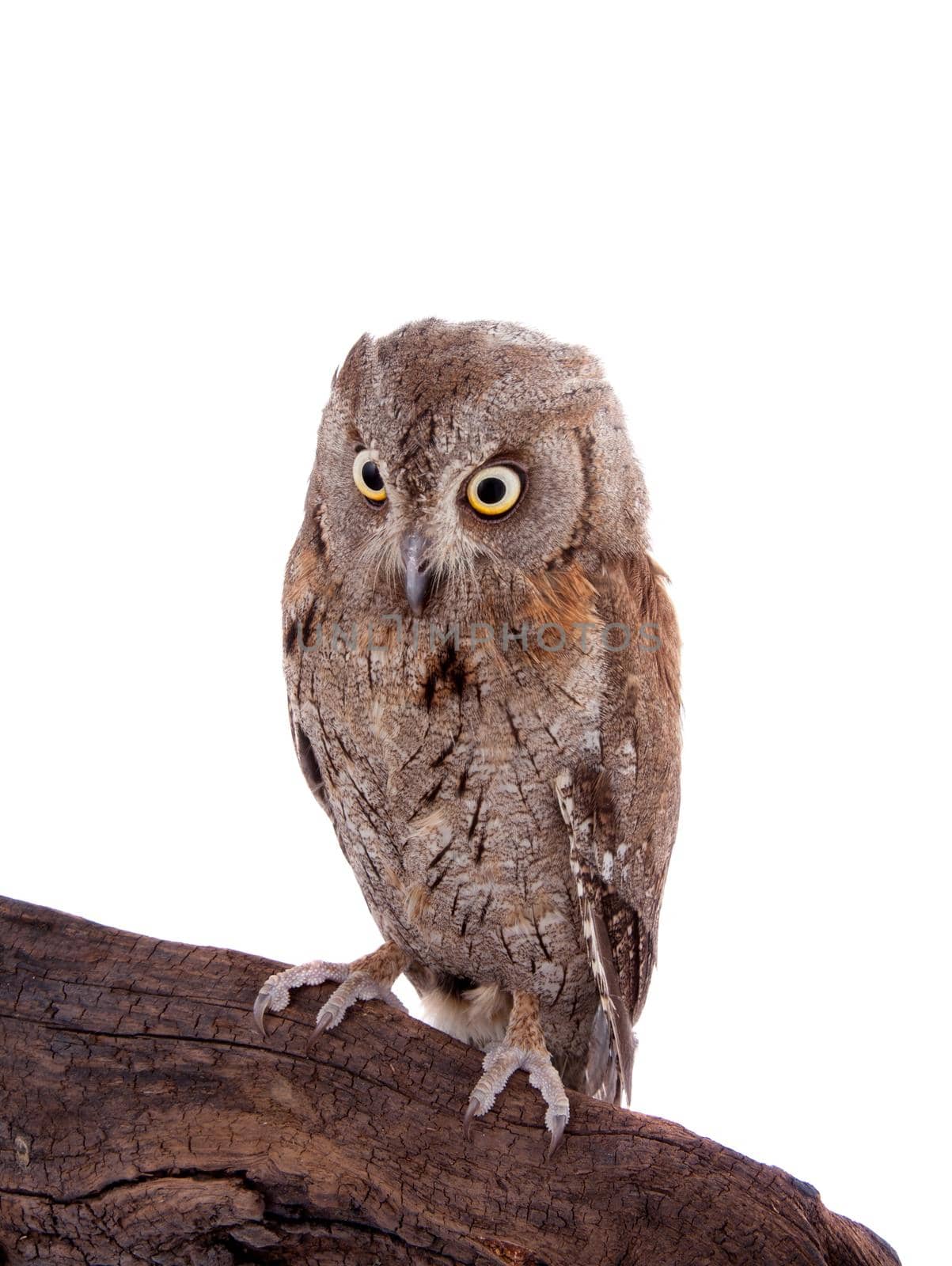 The European scops owl, Otus scops, isolated on white