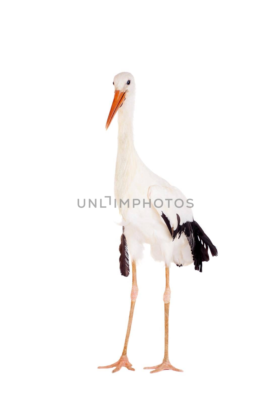 White Stork - Ciconia ciconia. Isolated on white.