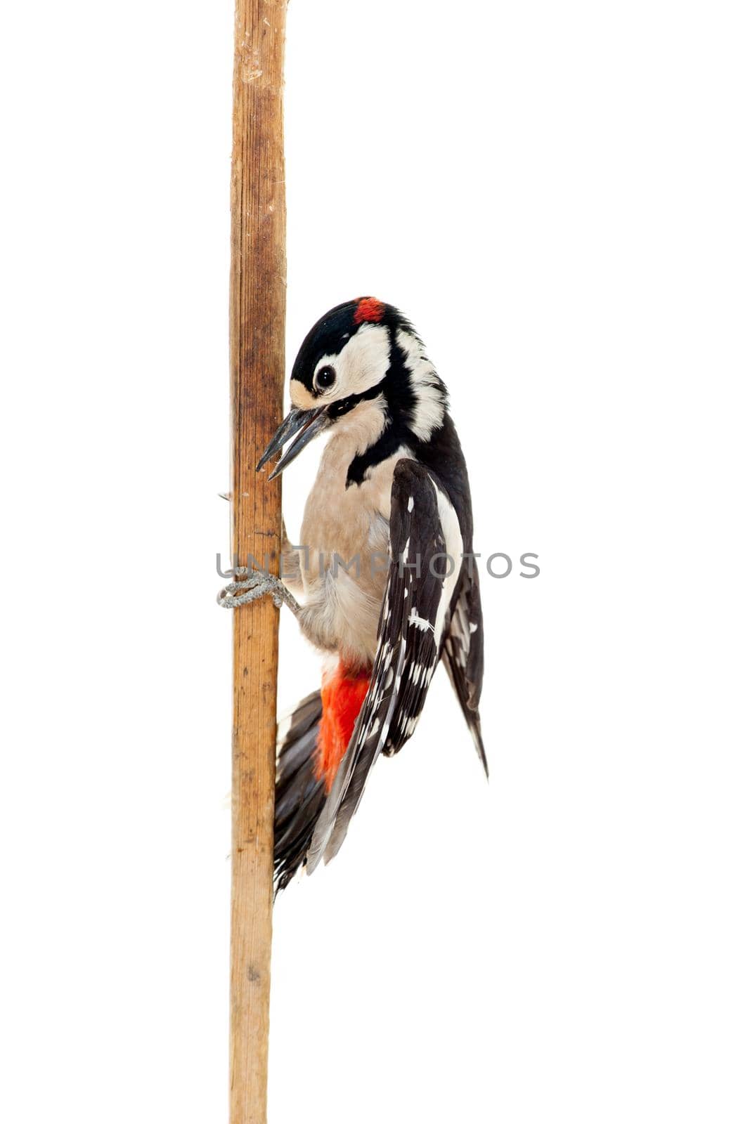 Great Spotted Woodpecker isolated on white background - Dendrocopos major