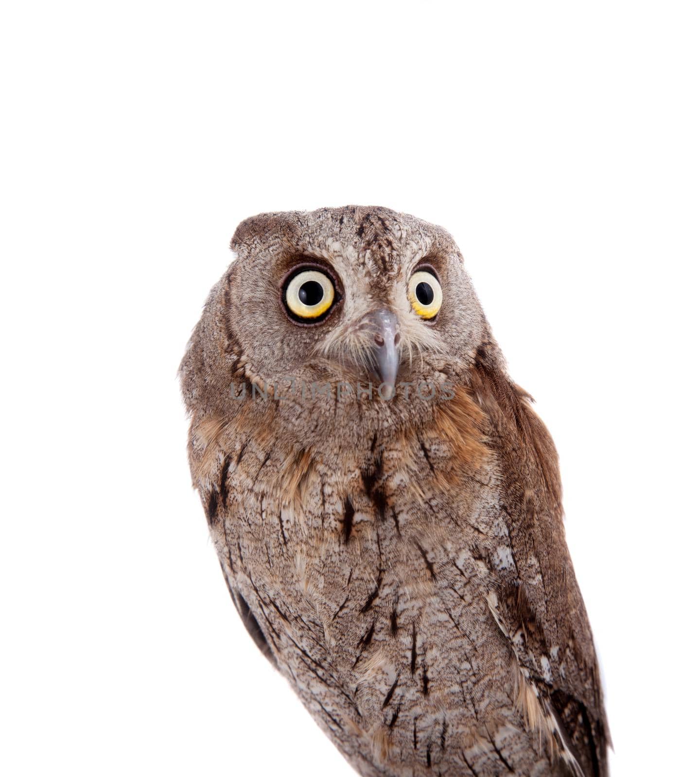 The European scops owl on white by RosaJay