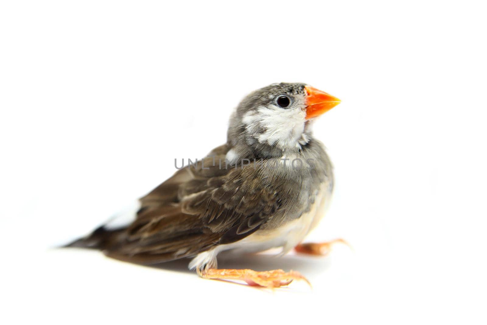 Zebra Finch in front of a white background