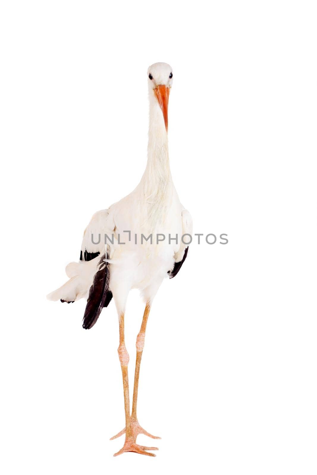 White Stork - Ciconia ciconia. Isolated on white.