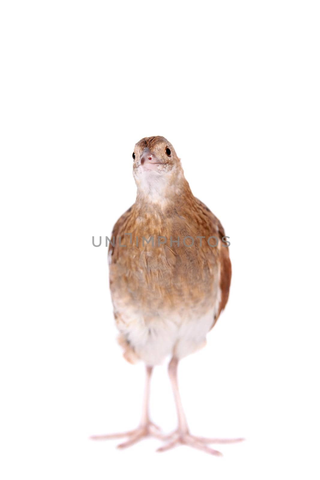 Corncrake or Landrail, Crex crex, on white by RosaJay