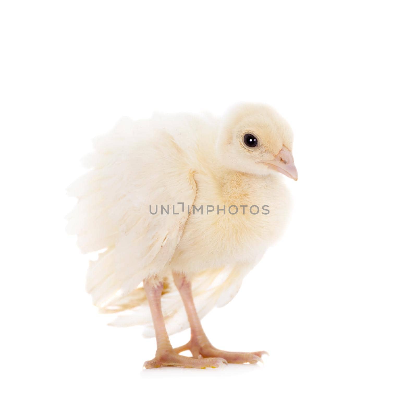 White Indian peafowl chicken, Pavo cristatus, isolated on white background