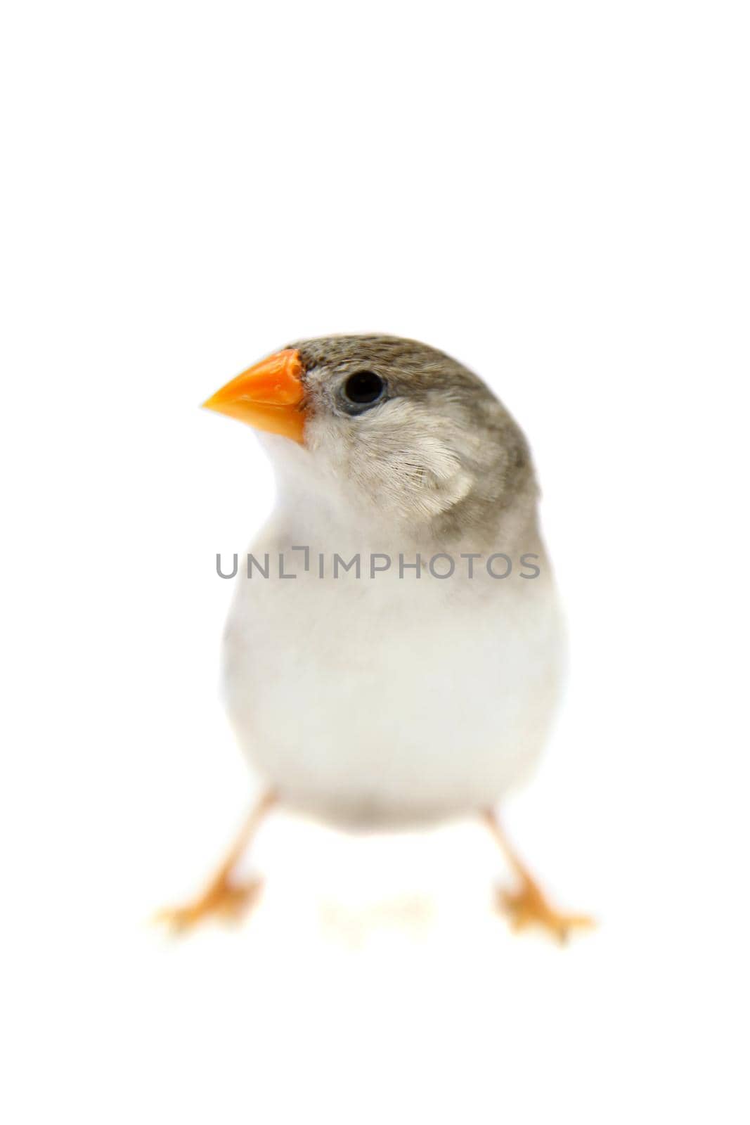 Zebra Finch in front of a white background