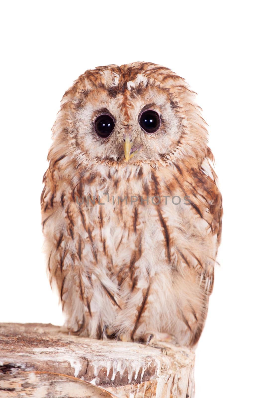 Tawny or Brown Owl, Strix aluco, isolated on the white background