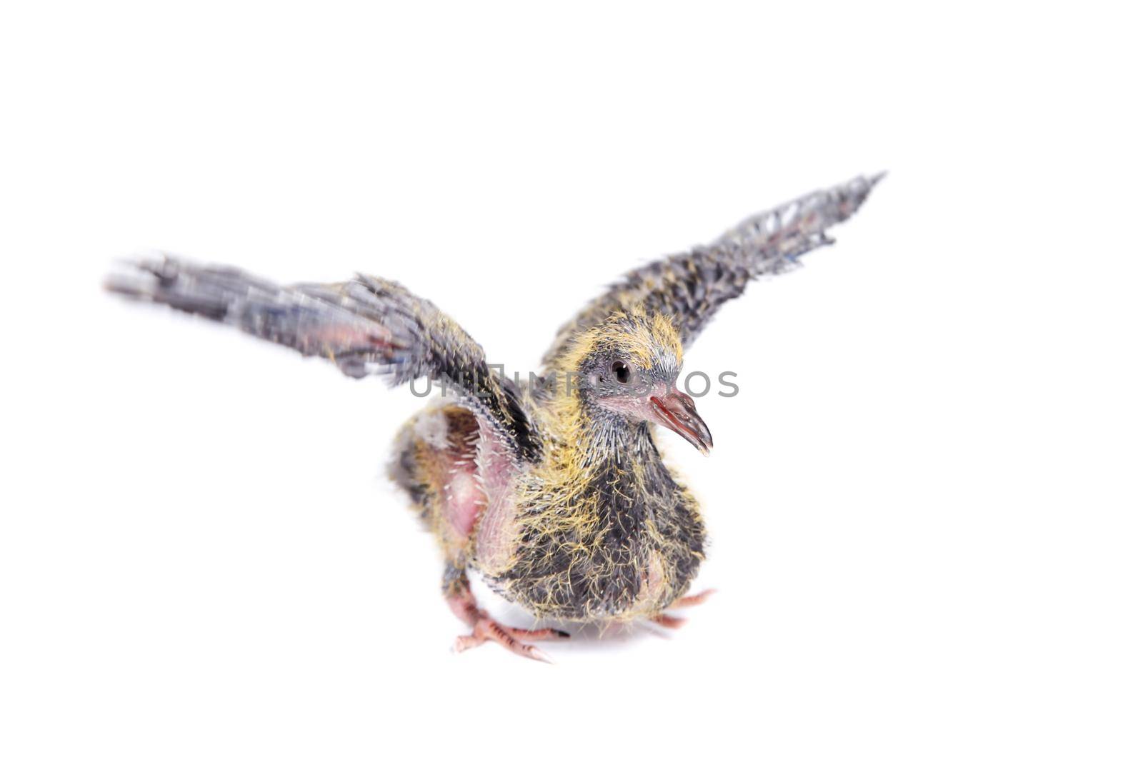 Baby pigeon isolated on white background, 12 days