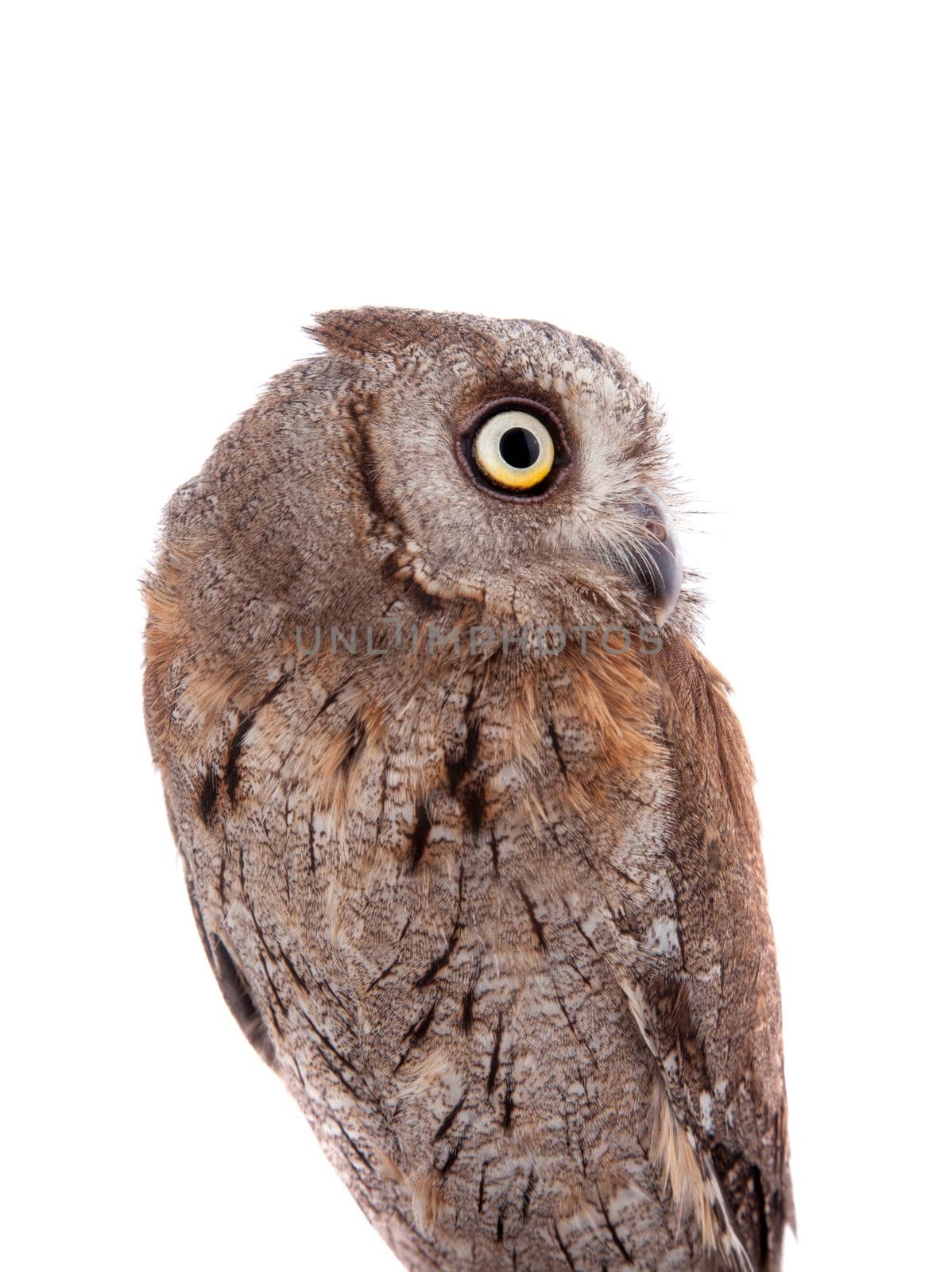 The European scops owl on white by RosaJay
