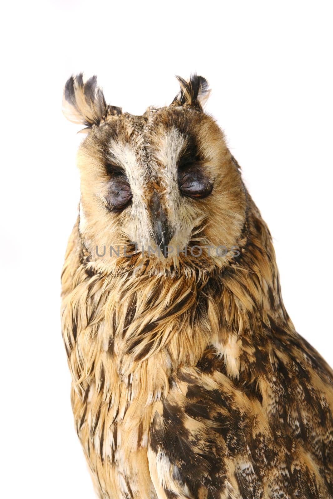 Long-eared Owl isolated on white by RosaJay