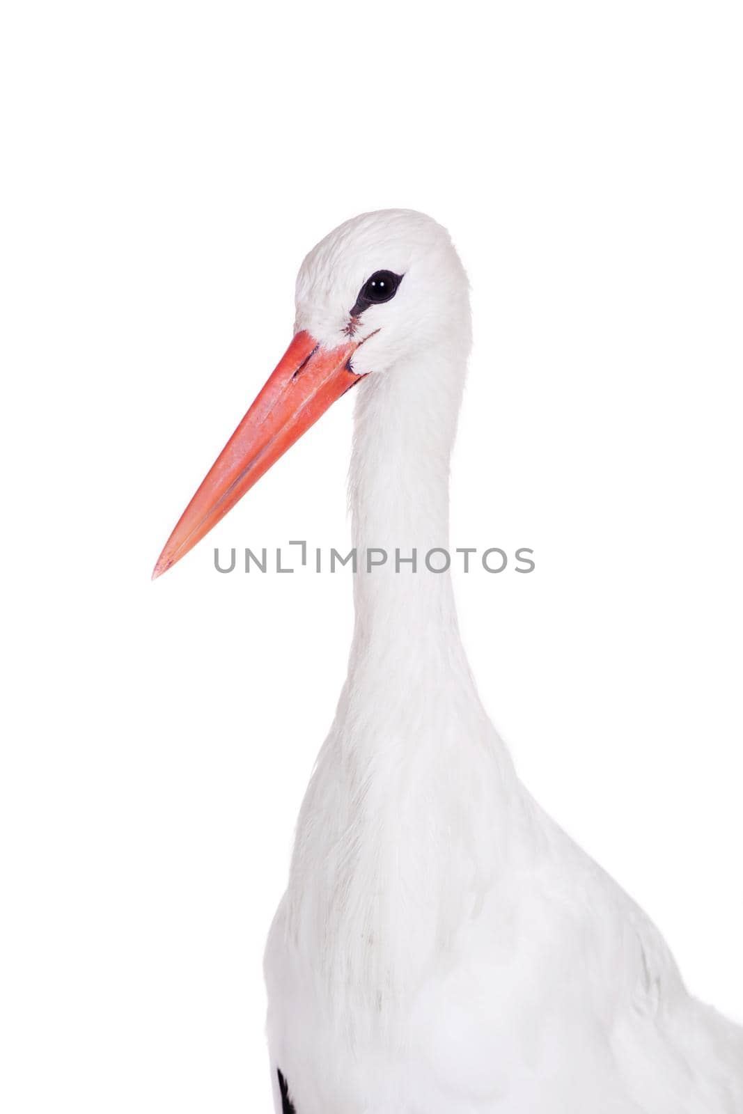 White Stork on white. by RosaJay