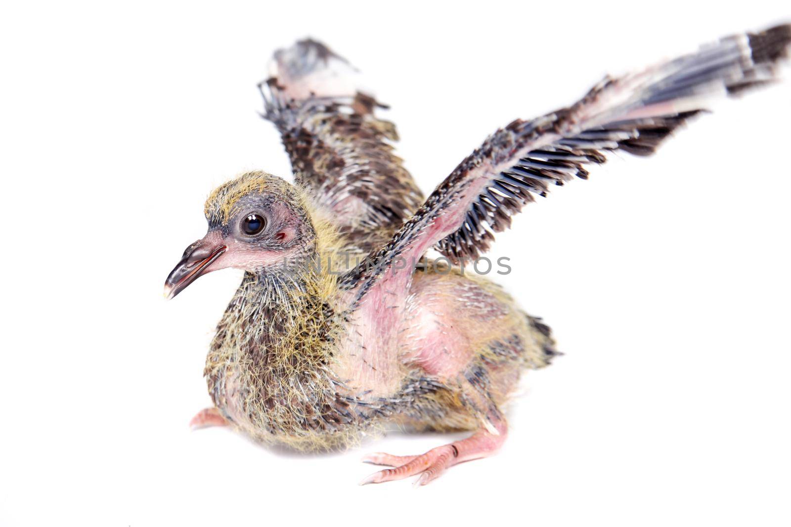 Baby pigeon isolated on white background. 12 days