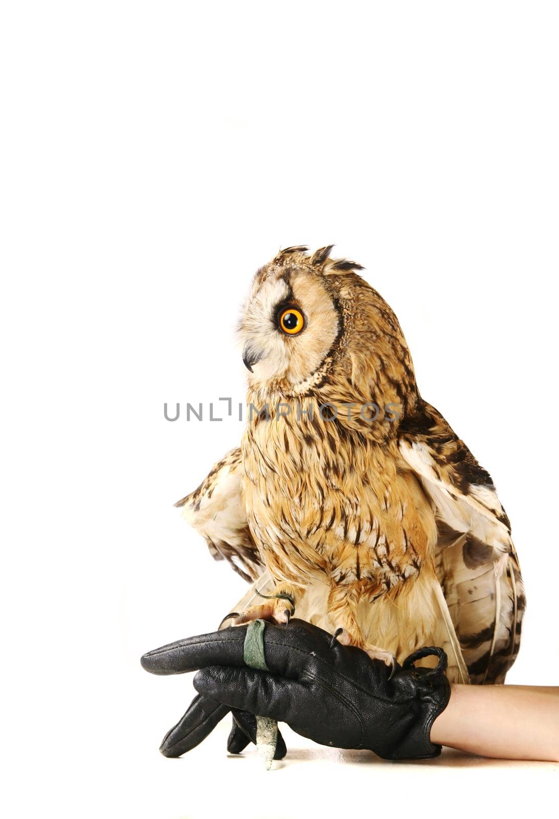 Long-eared Owl isolated on white by RosaJay