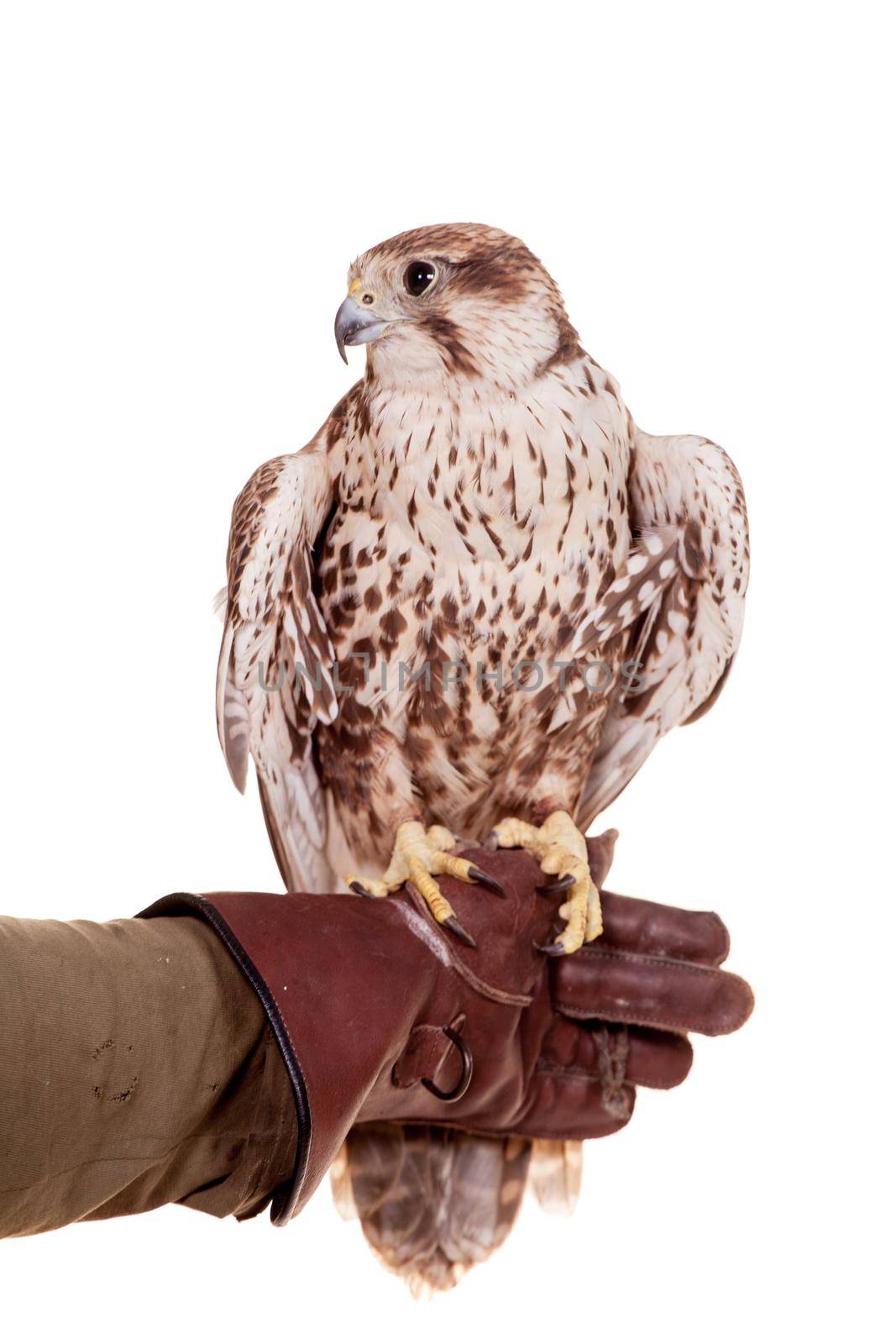 Saker Falcon isolated on white by RosaJay