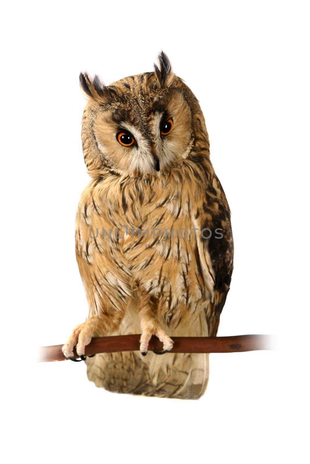 Long-eared Owl isolated on white by RosaJay