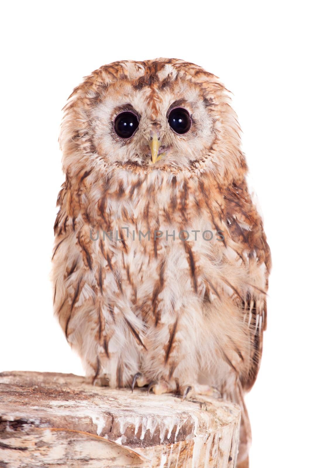 Tawny or Brown Owl, Strix aluco, isolated on the white background