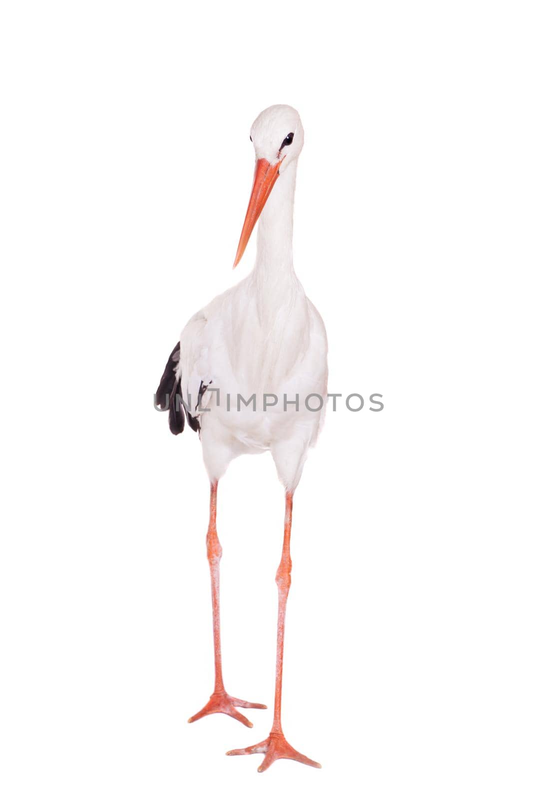 White Stork - Ciconia ciconia. Isolated on white.