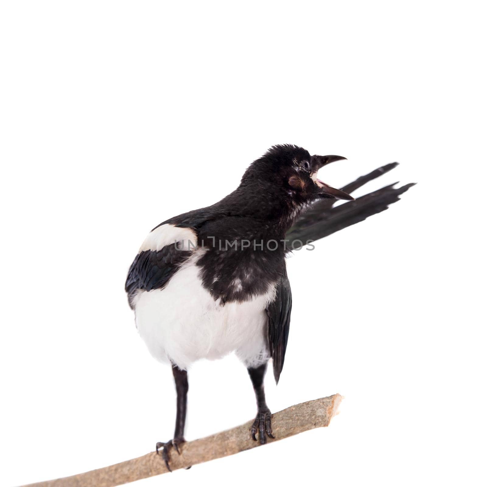 Common Magpie, Pica pica, isolated on white background