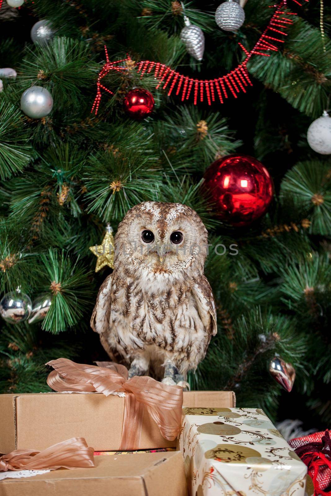 Tawny or Brown Owl, Strix aluco. Holidays, christmas, new year