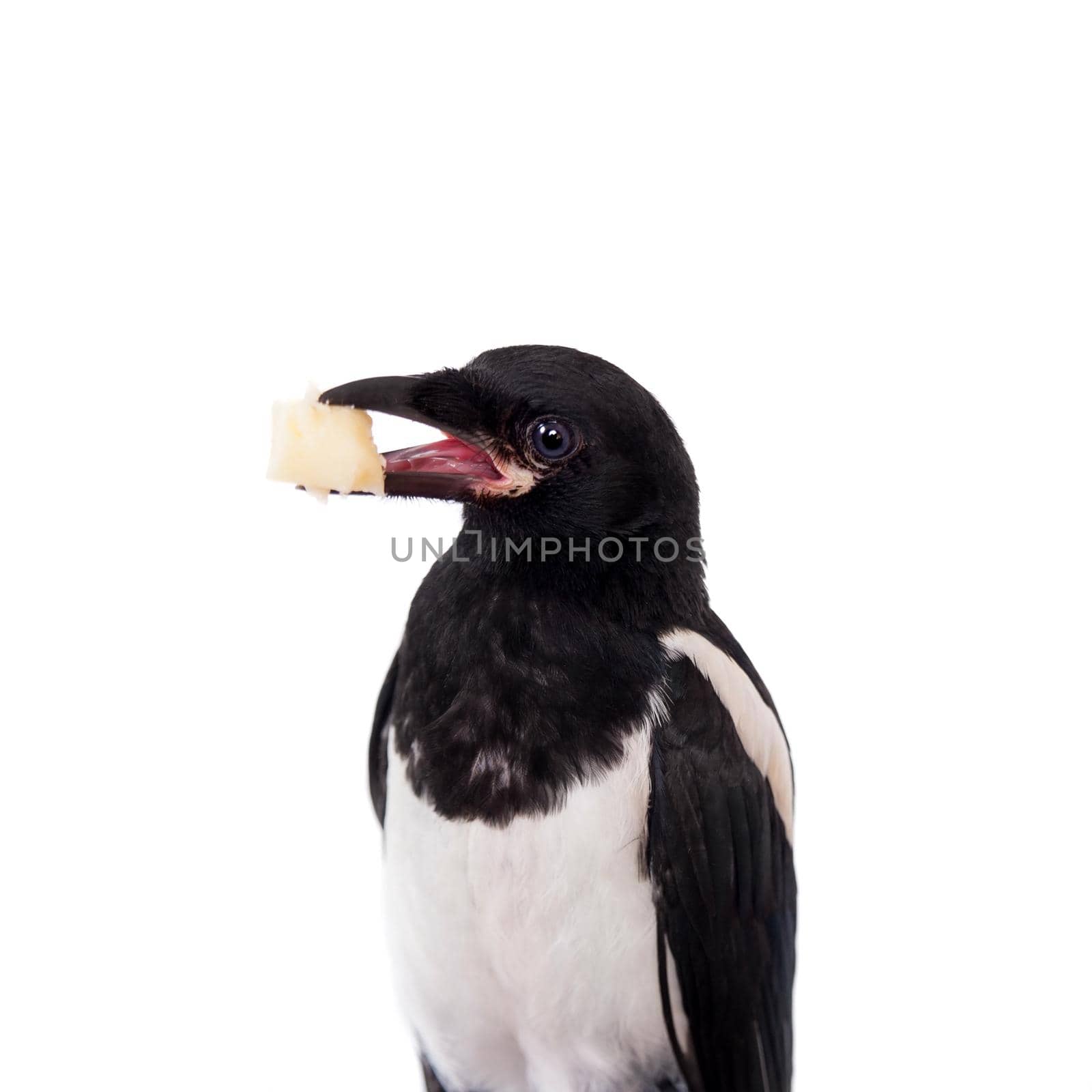 Common Magpie, Pica pica, isolated on white background