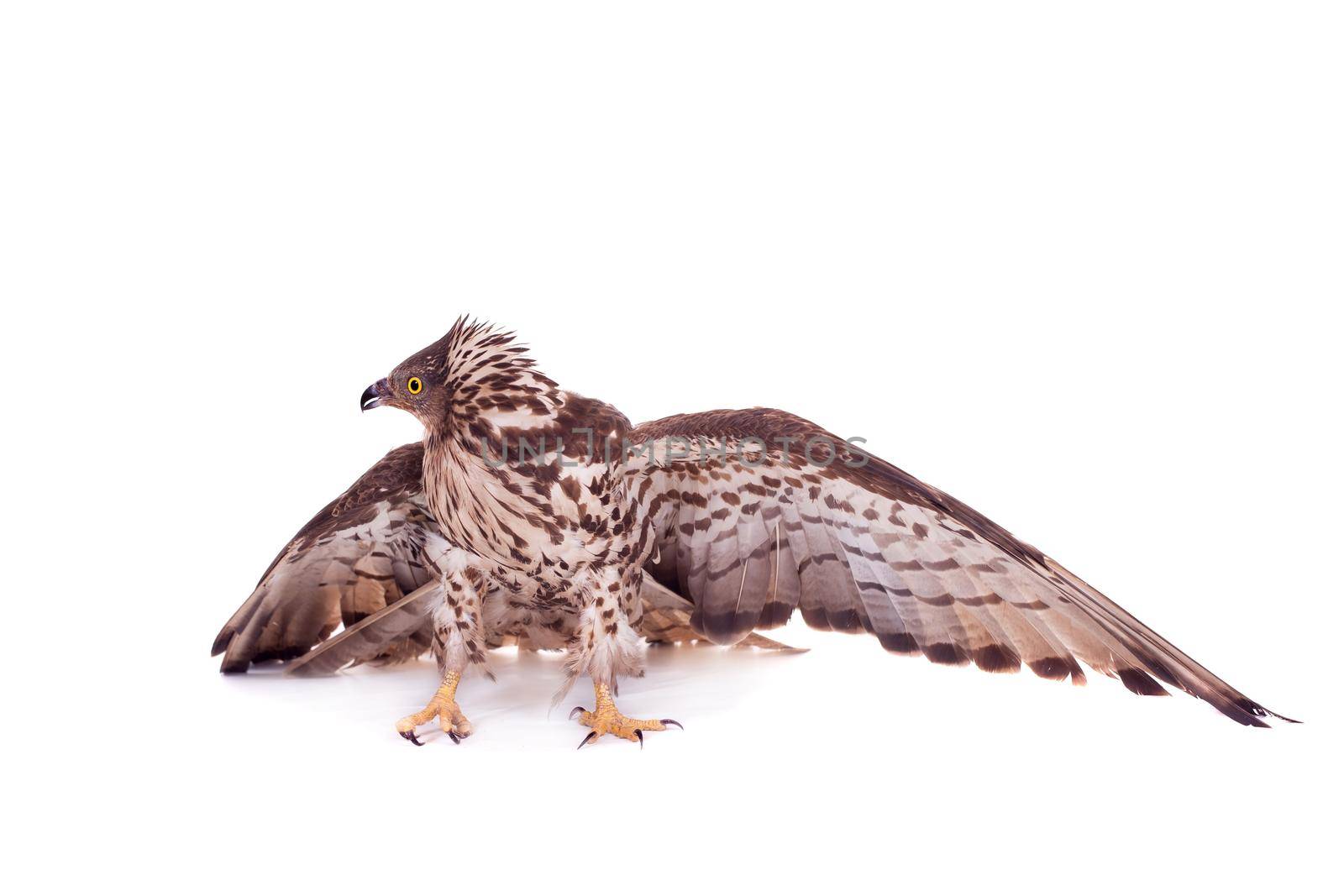 European Honey Buzzard on white by RosaJay