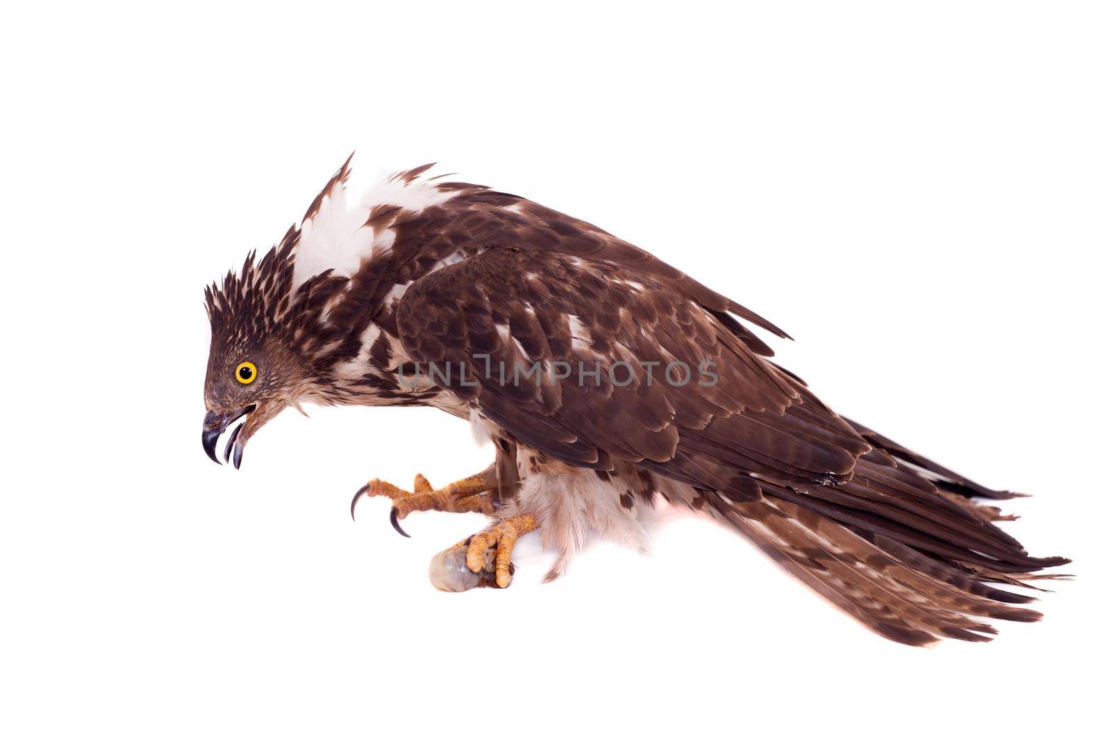 European Honey Buzzard - Pernis apivorus - isolated on white background