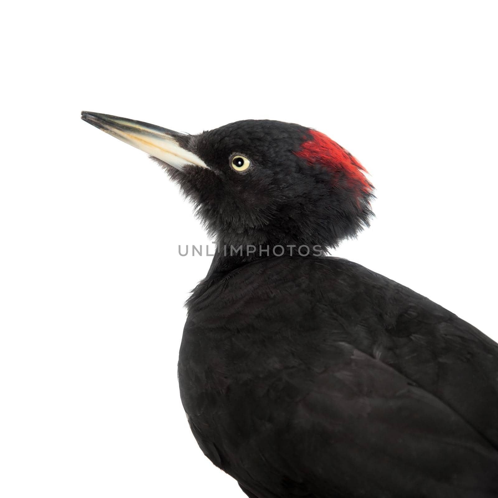 Black Woodpecker, Dryocopus martius, on white by RosaJay