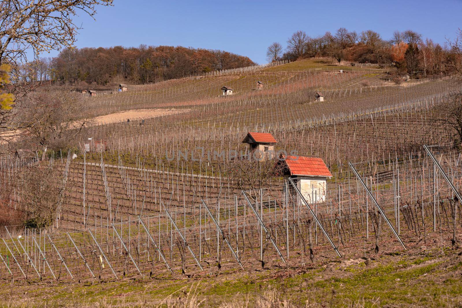 Hillside location with houses in the cultivated landscape of viticulture in the sunlight