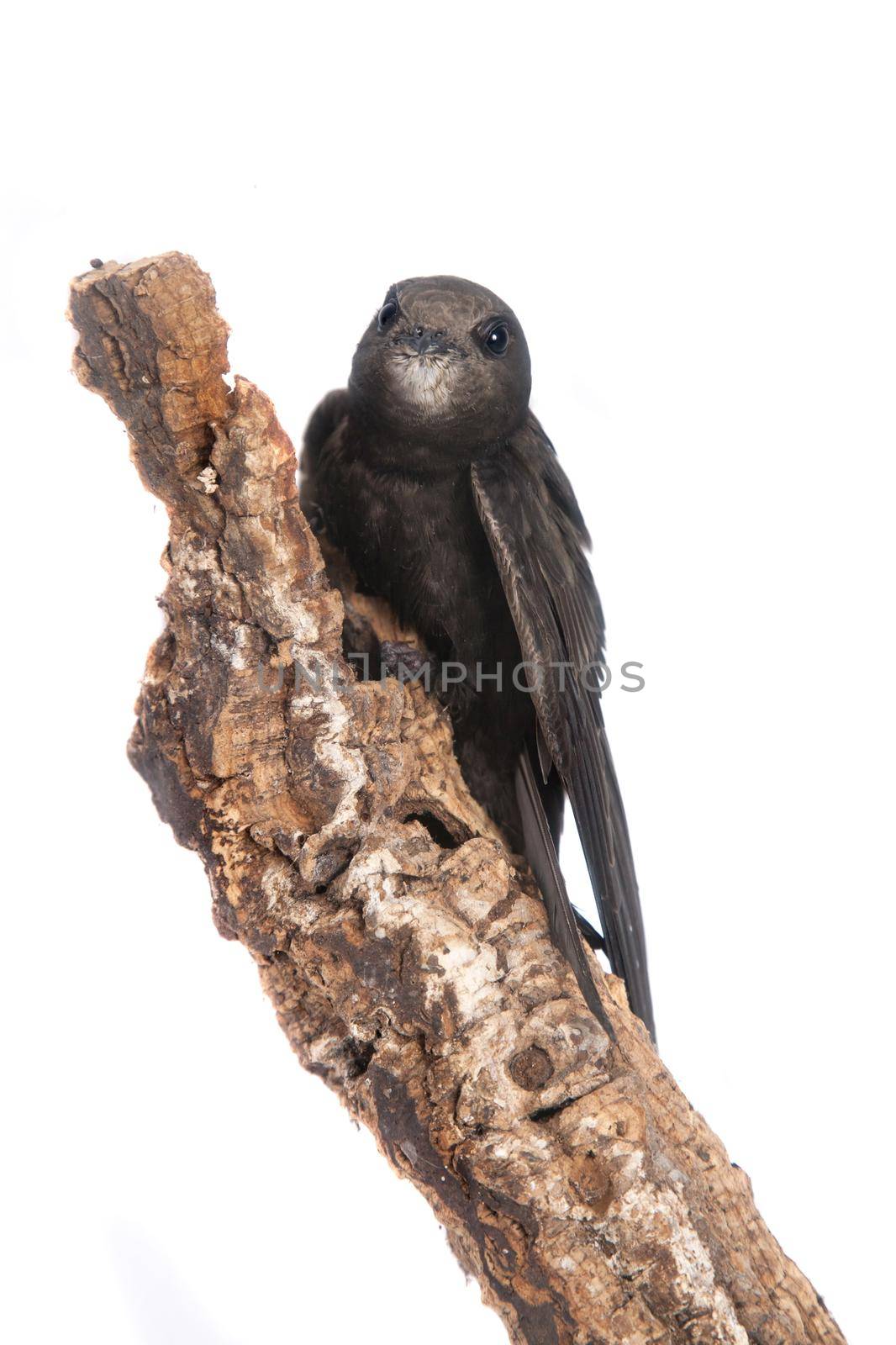 The baby bird of Common Swift, Apus apus, isolated on white