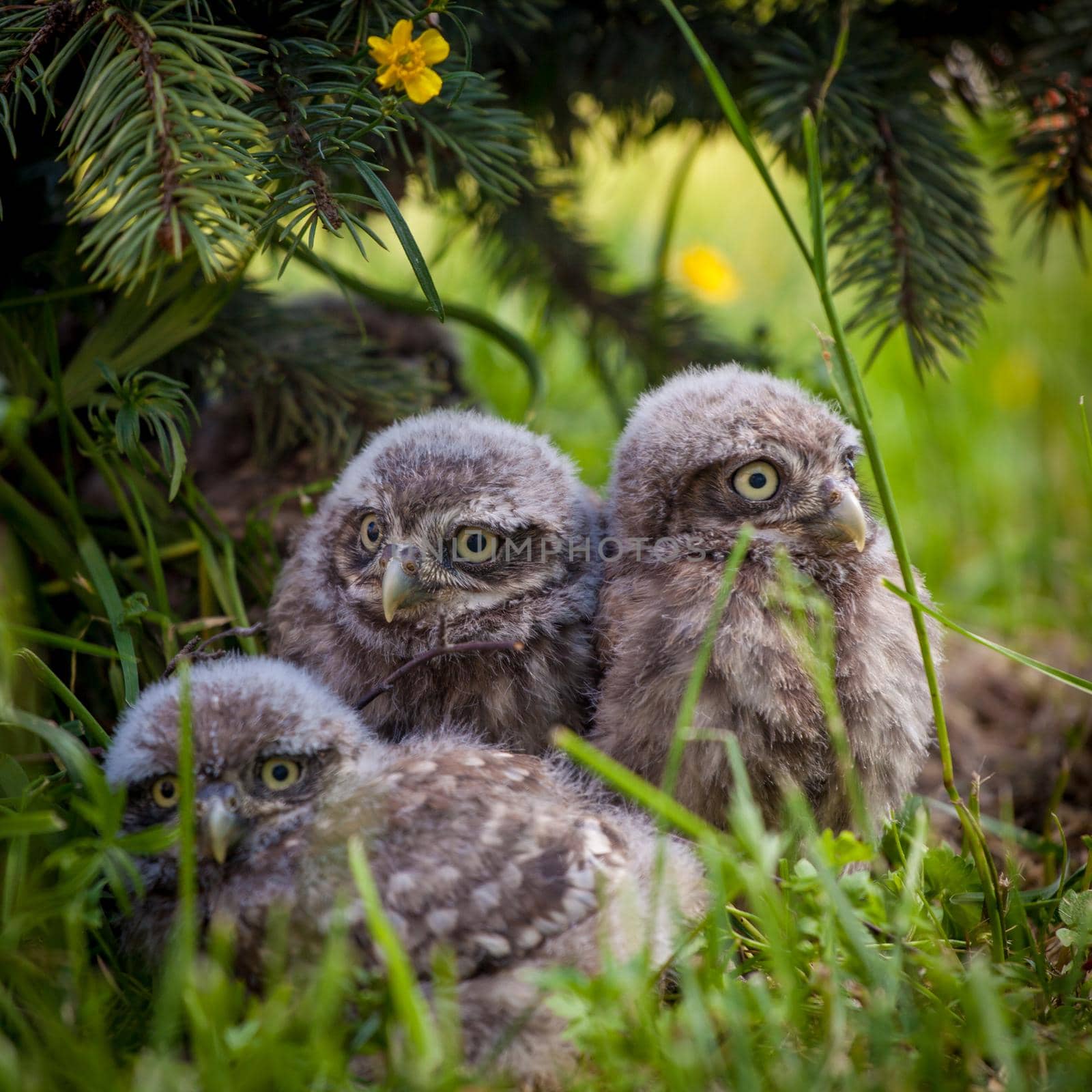 Little Owl Babies, 5 weeks old, Athene noctua on grass