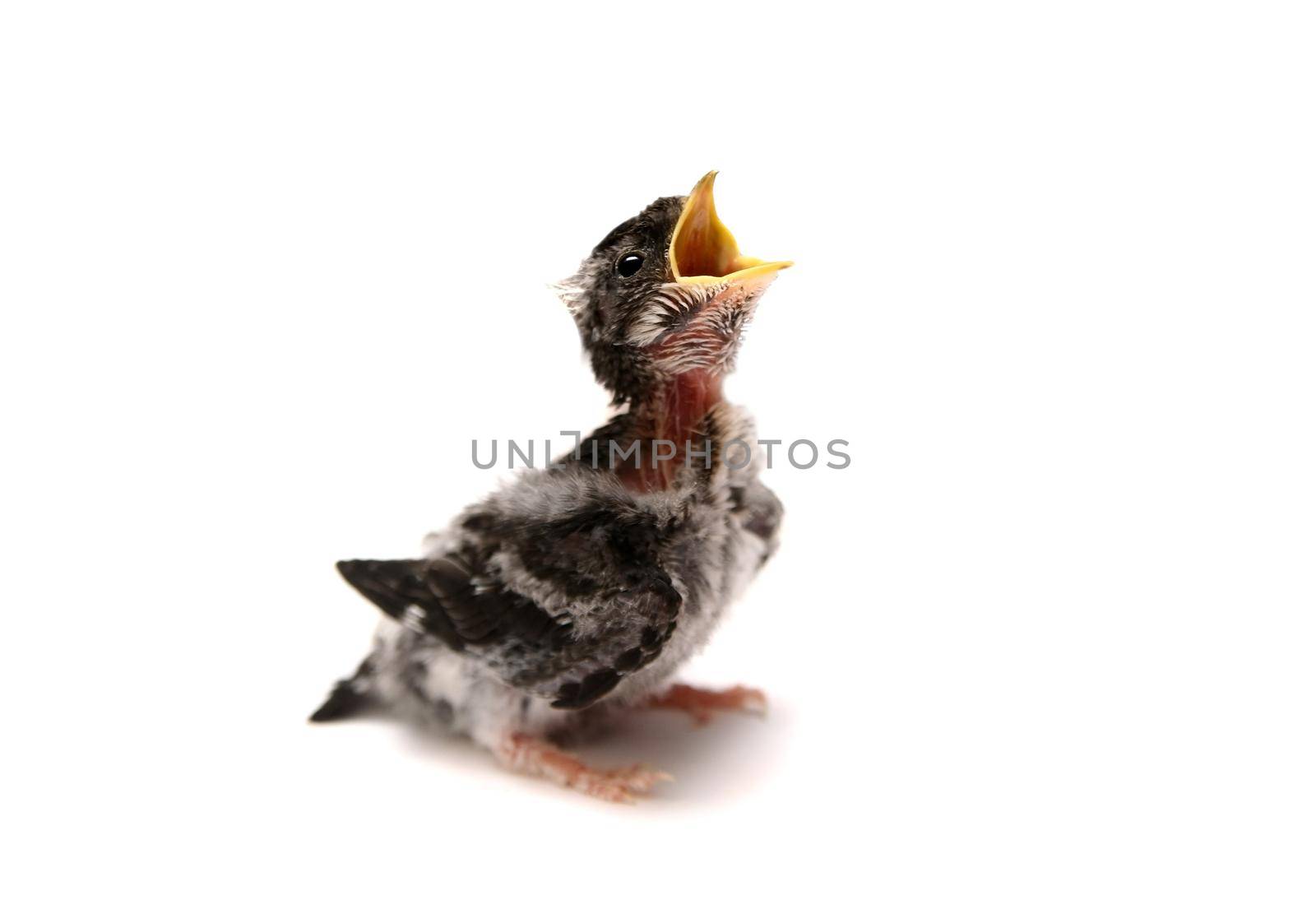 Baby bird of Sand Martin swallow, Riparia riparia, isolated on white