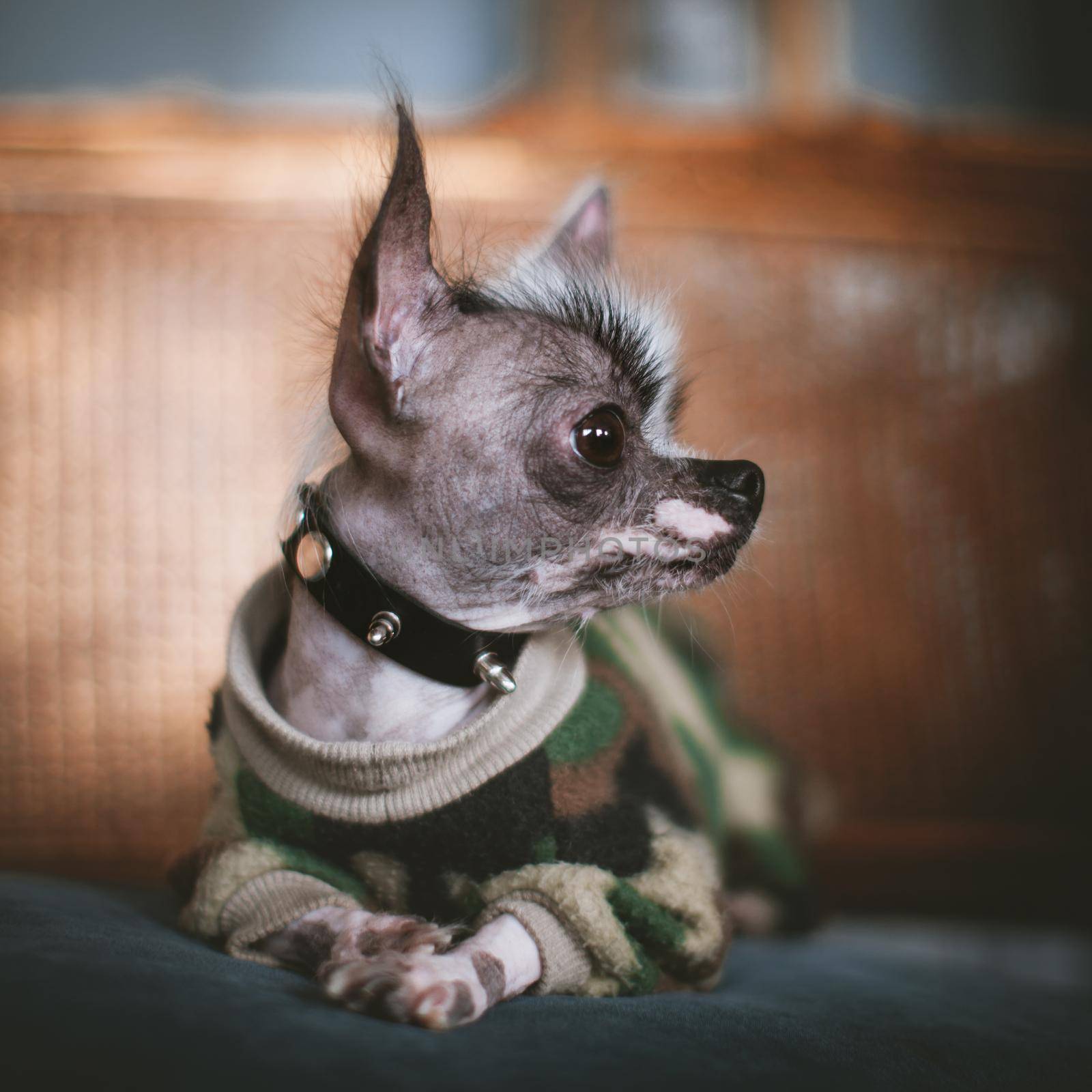 Ugly peruvian hairless and chihuahua mix dog on a chair