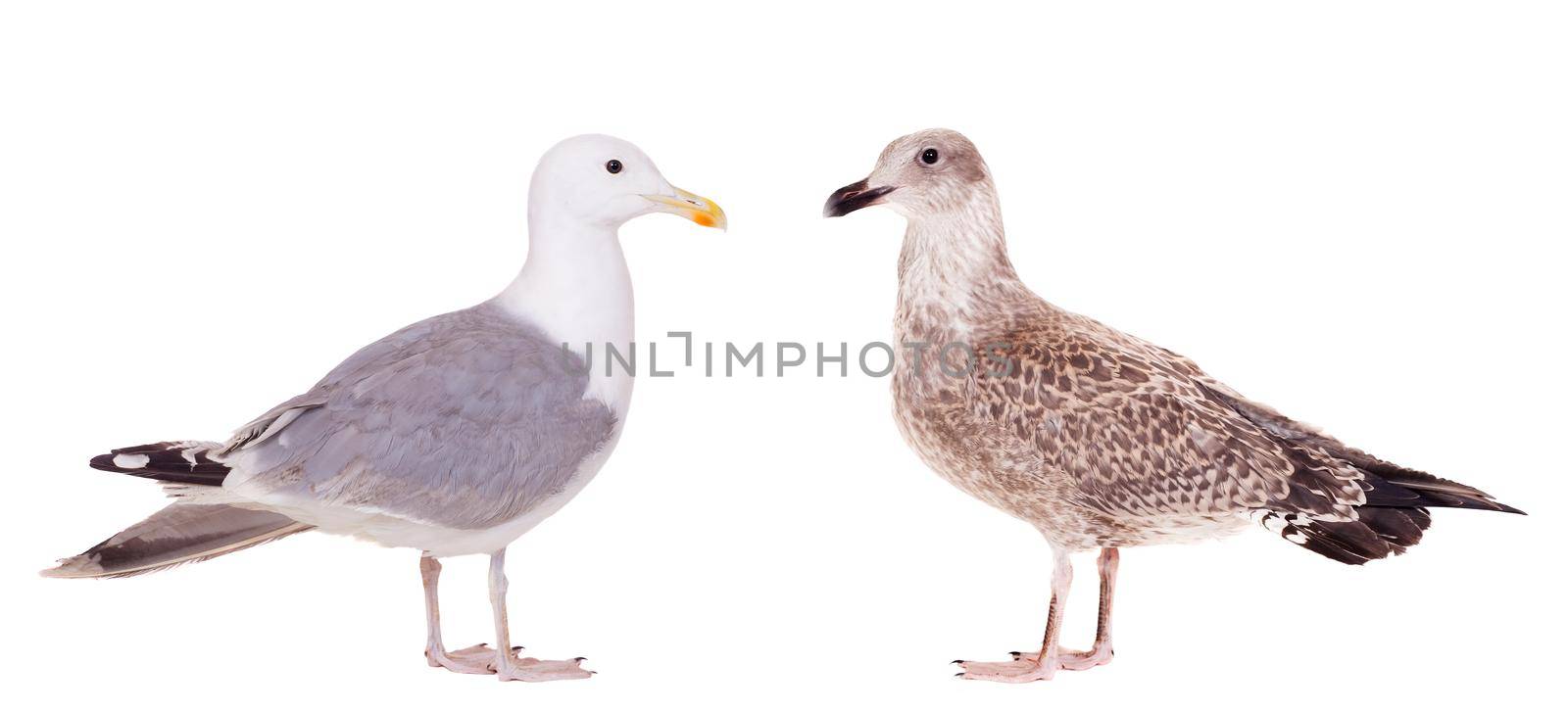 Two European Herring Gulls, Larus argentatus, isolated on white