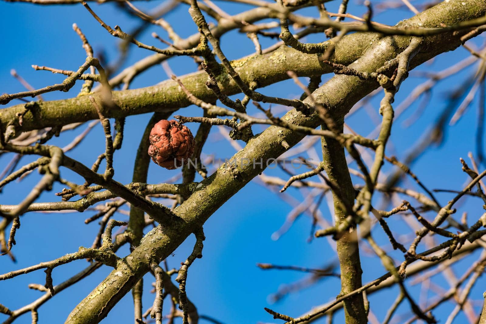 A single rotten apple in winter with a clear sky